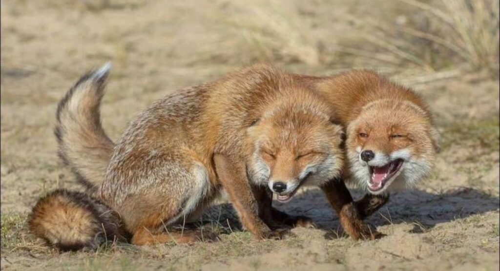animal sounds