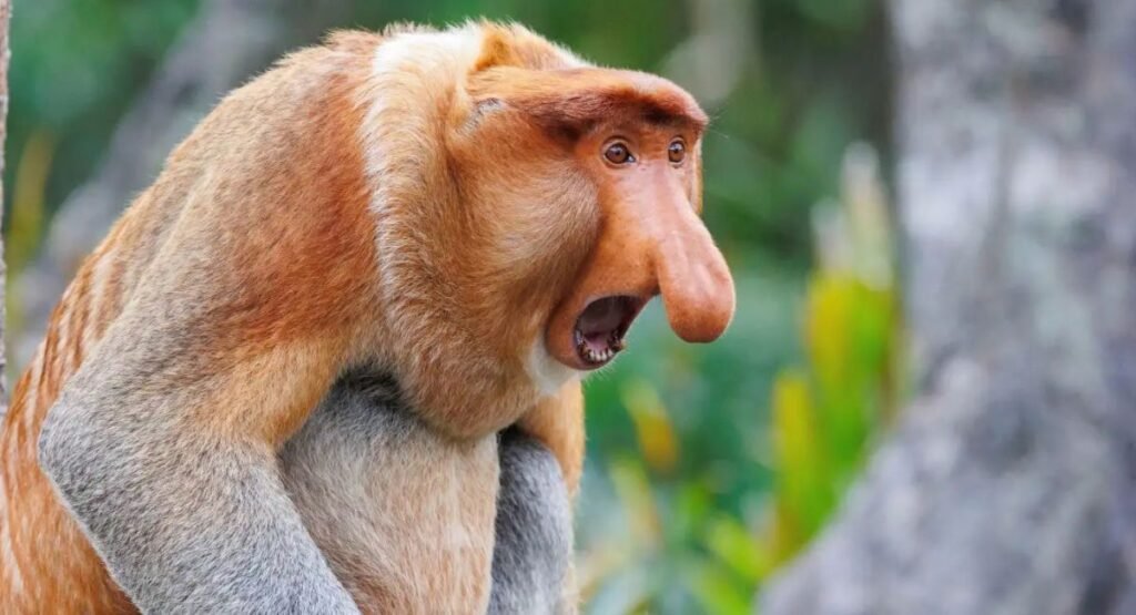animal that has a trunk