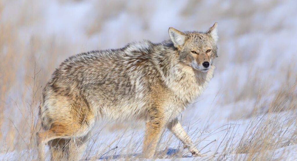 animal that looks like fox