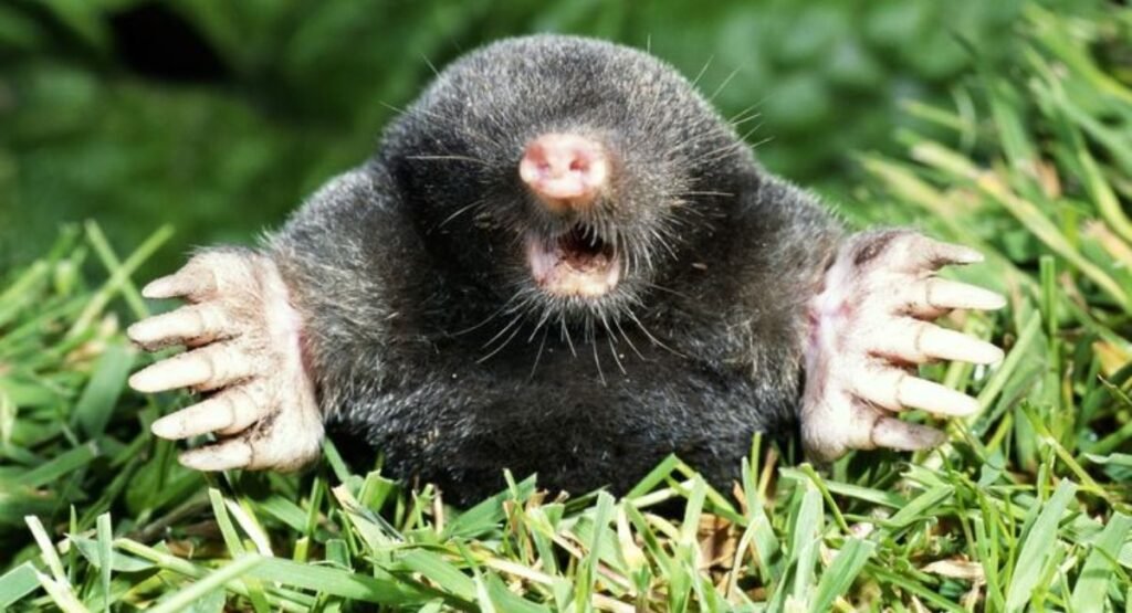 animal with one ear