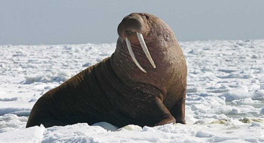 animal with only one ear