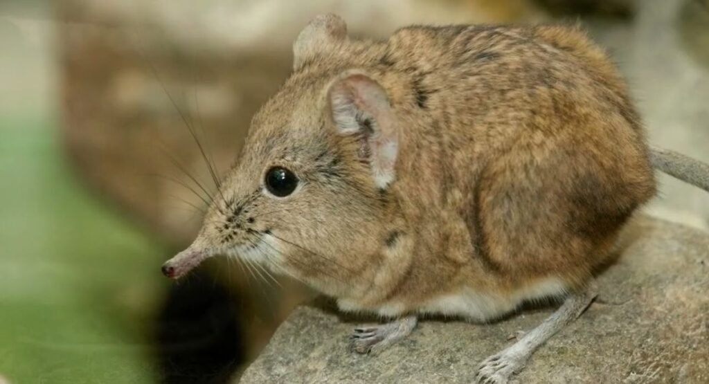 animal with small ears
