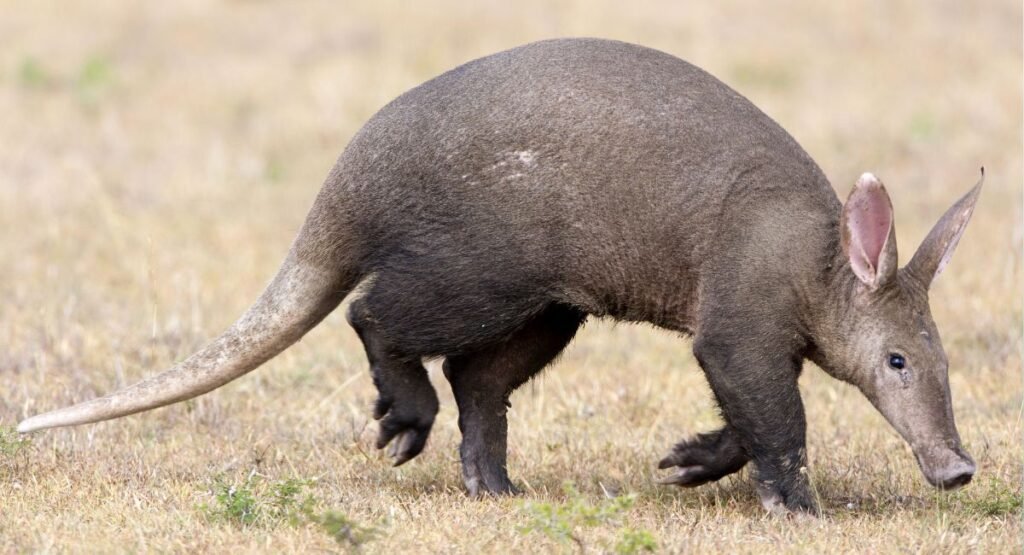 animal with trunk
