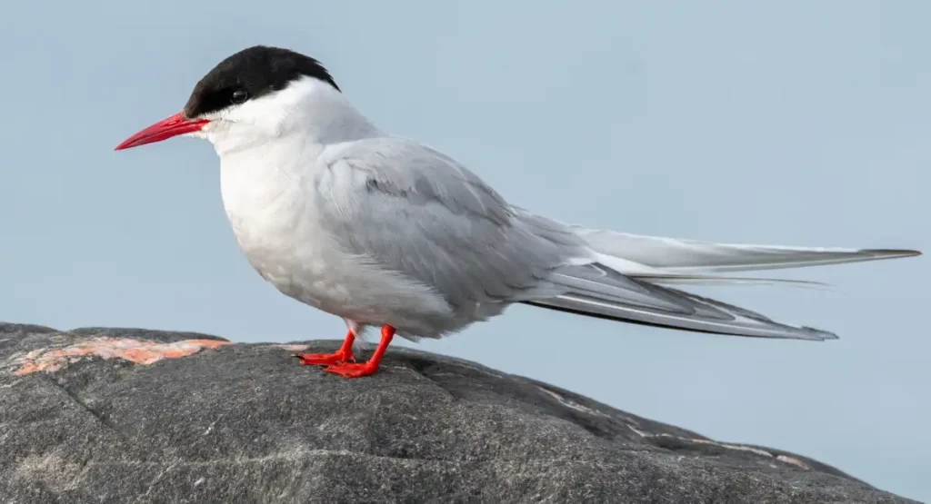 animals that are energetic