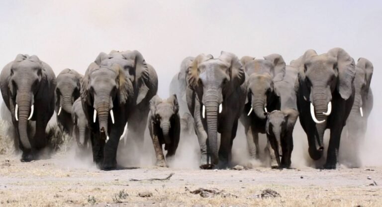 animals that live in groups
