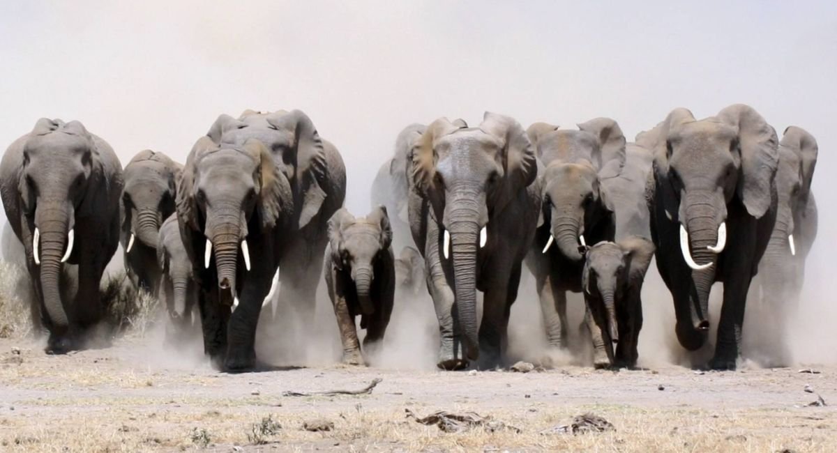 animals that live in groups