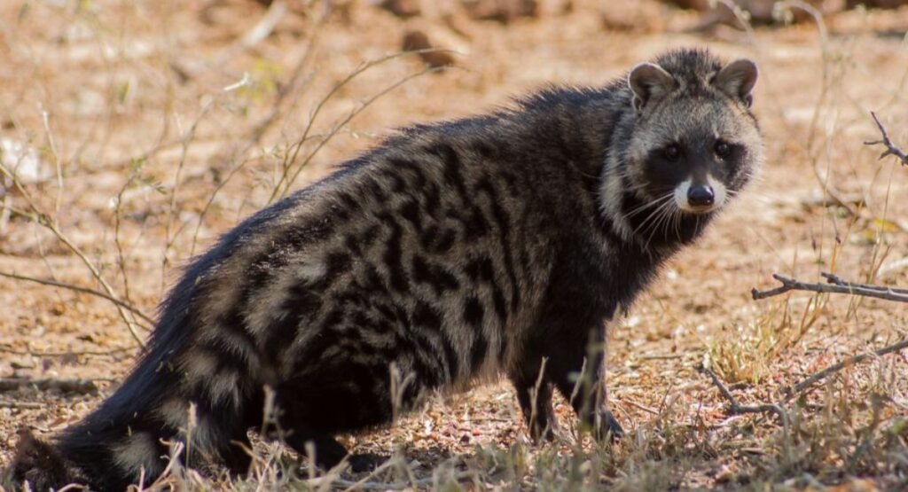 animals that look like a fox