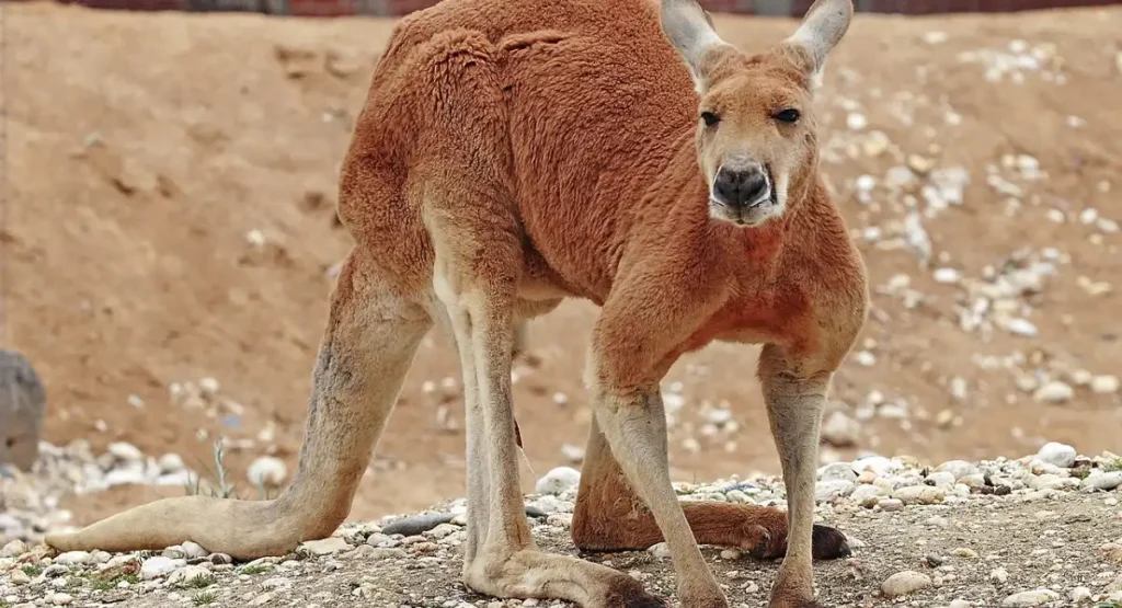 animals with lots of energy