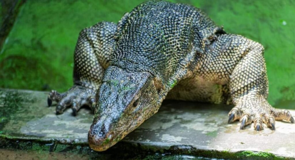 are monitor lizards poisonous