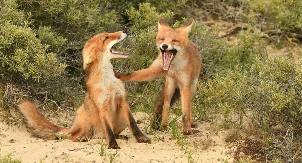 can foxes laugh