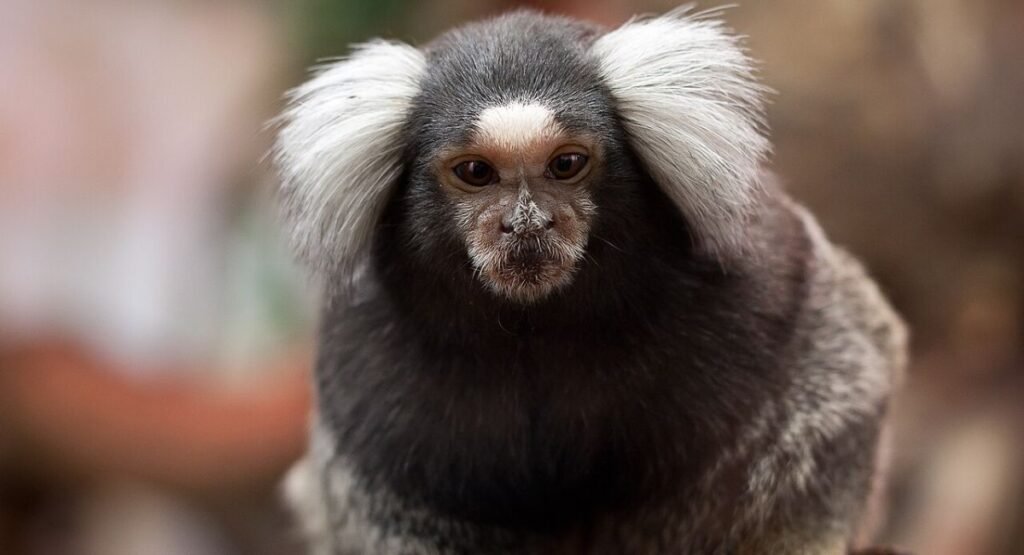 cute small monkey breeds