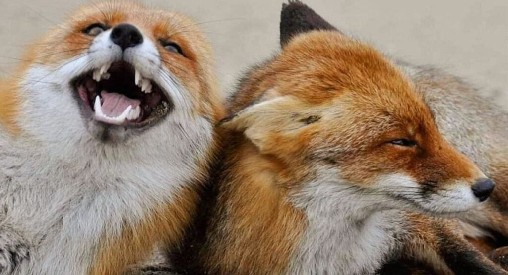 do foxes laugh