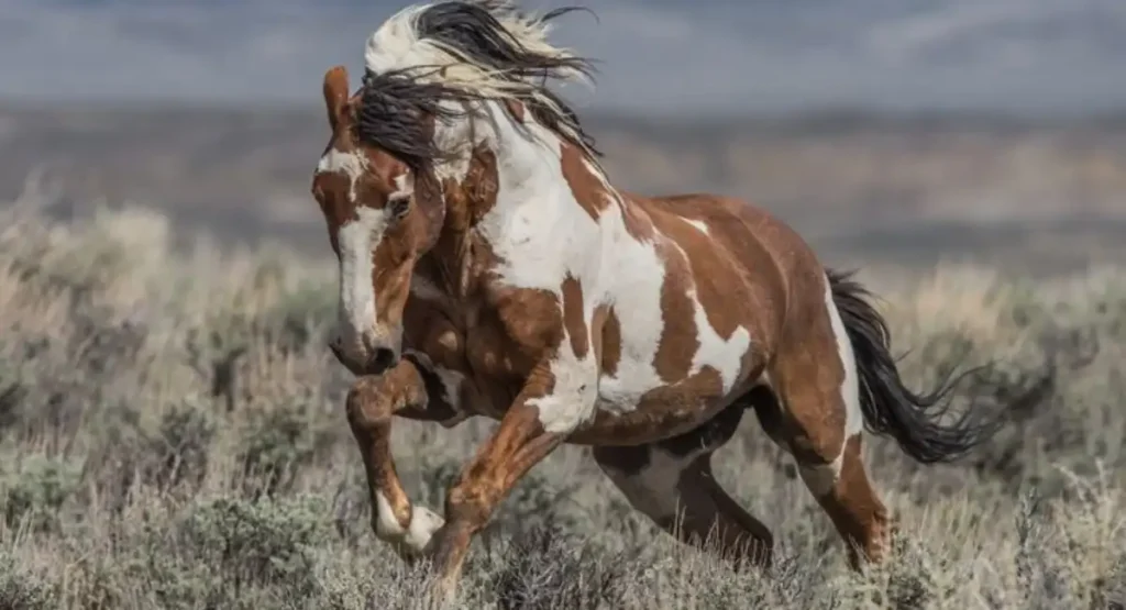 energetic animal