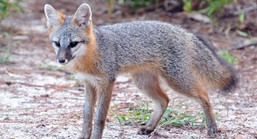 fox looking animal