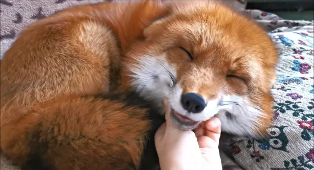 fox smiling