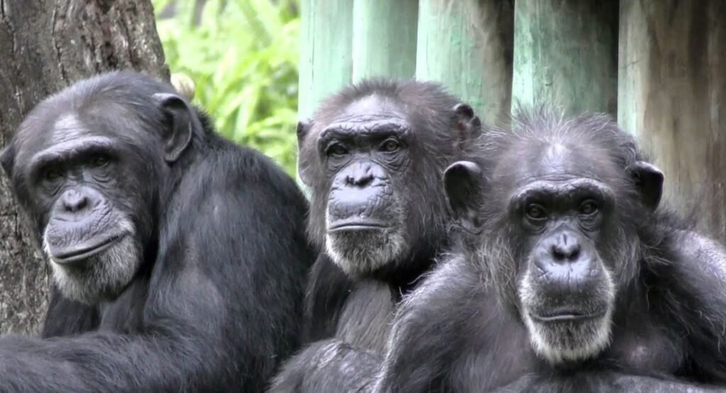 group of Chimpanzee