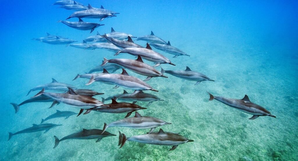 group of Dolphin