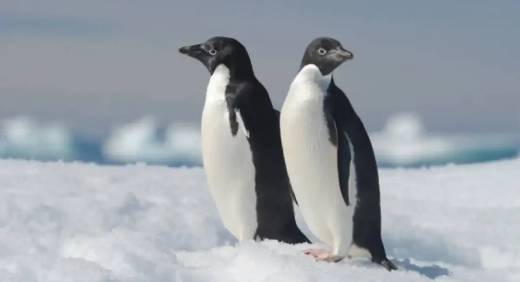 hyperactive animals