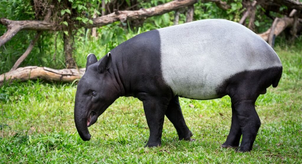long trunk animal