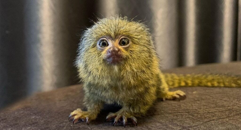 pygmy marmoset small monkey breeds