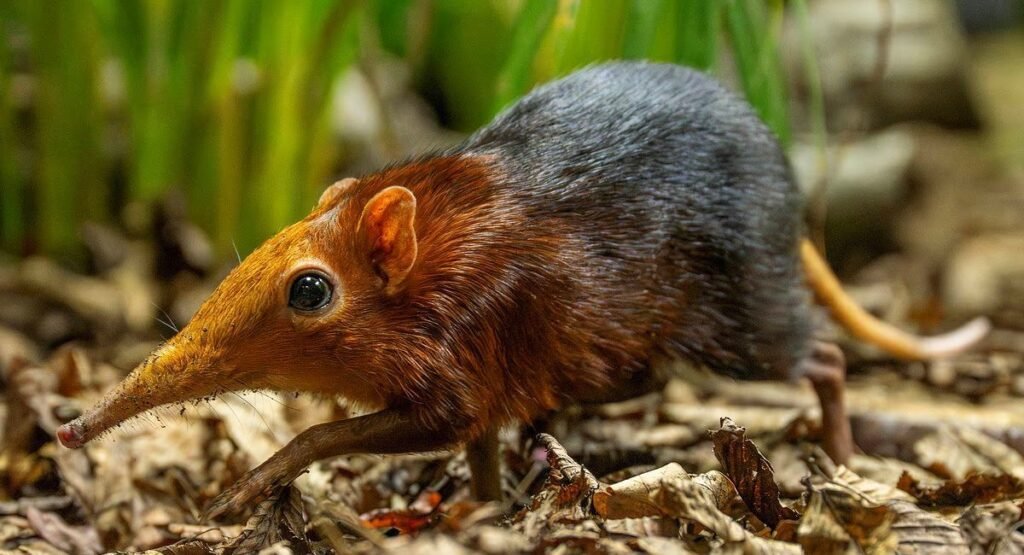 small mammal with a small trunk