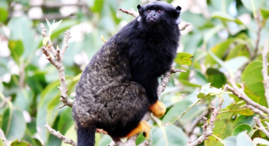 small monkey