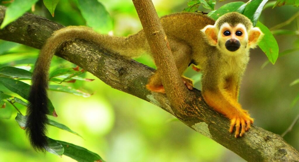 small monkey breeds for pets