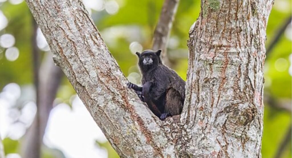 small monkey breeds for sale