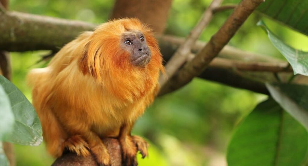 small monkey breeds pets