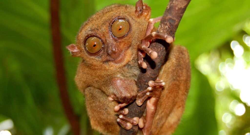 small monkey breeds with big eyes