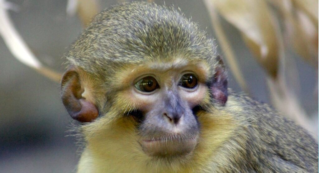 small monkey breeds with pictures