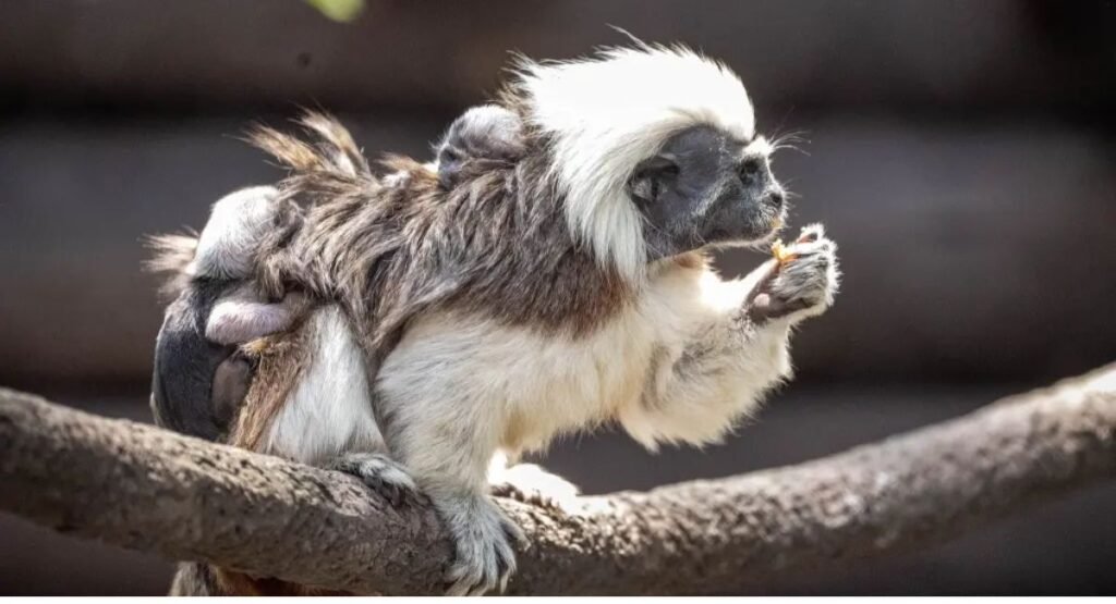 small monkey breeds you can own