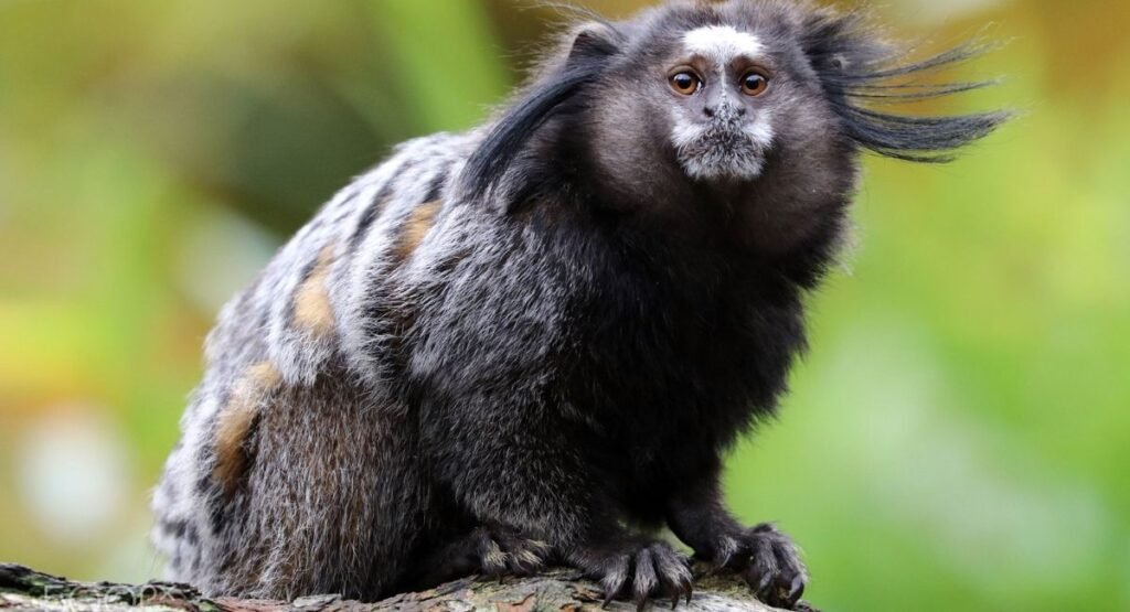 small monkey name
