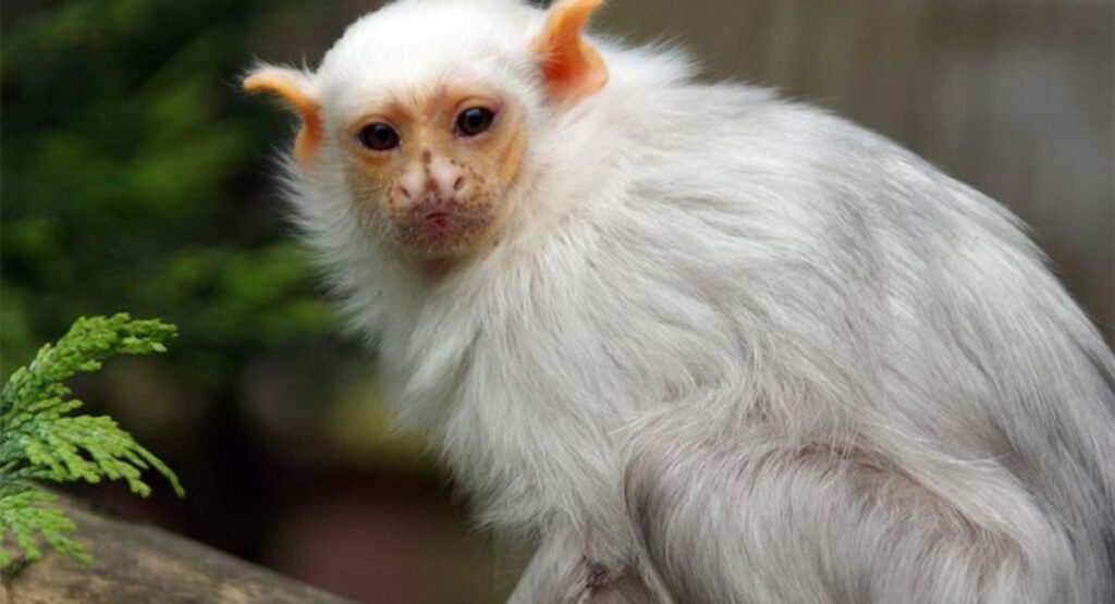 small monkeys