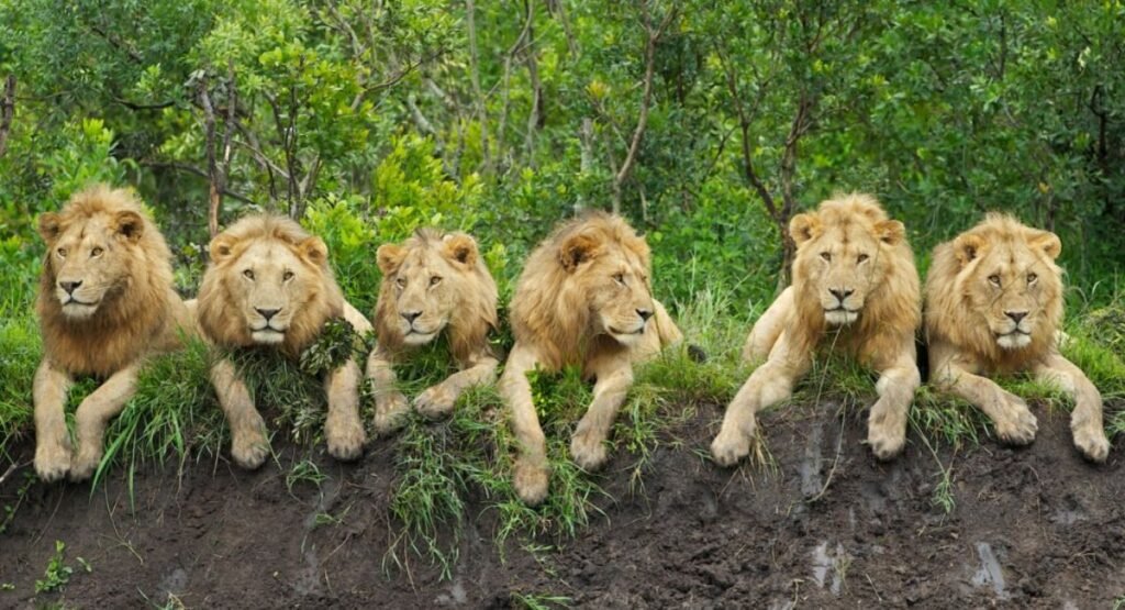 social animals
