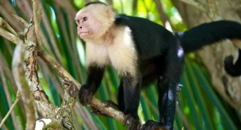 tiny monkey