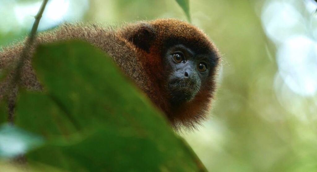tiny monkeys