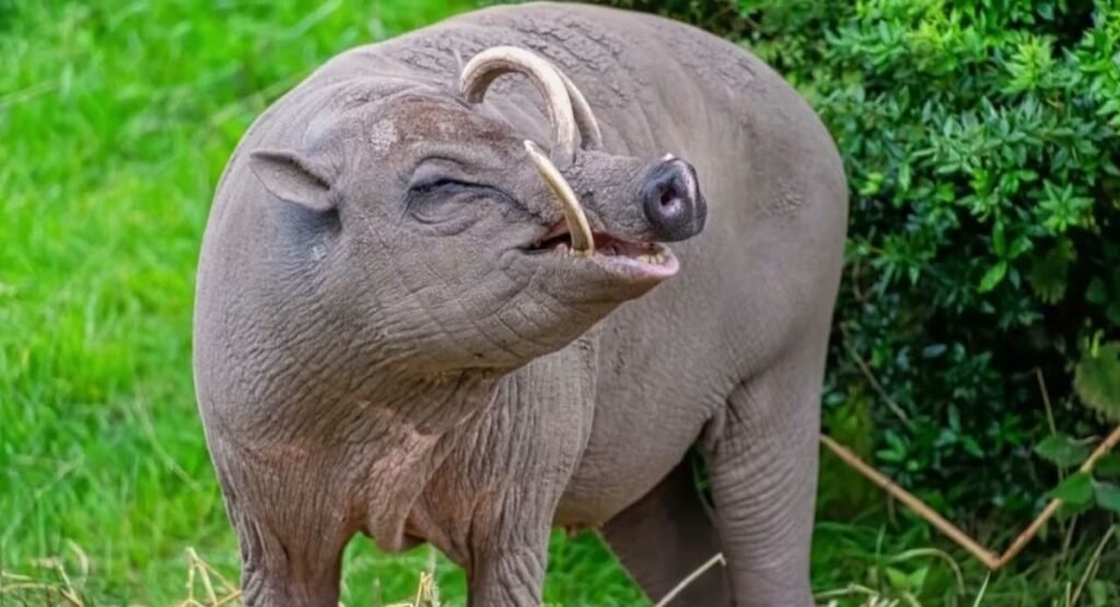 trunk animal