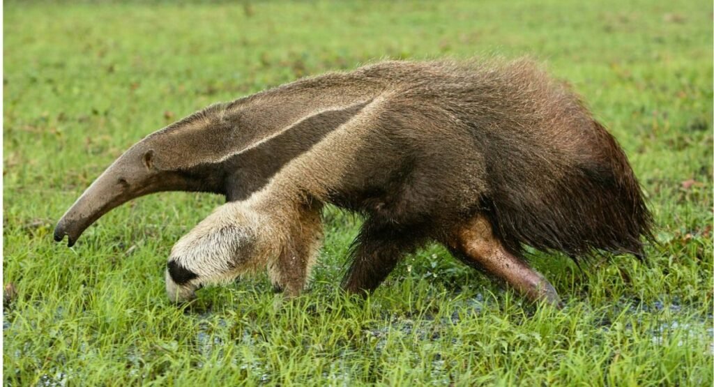 trunk animal