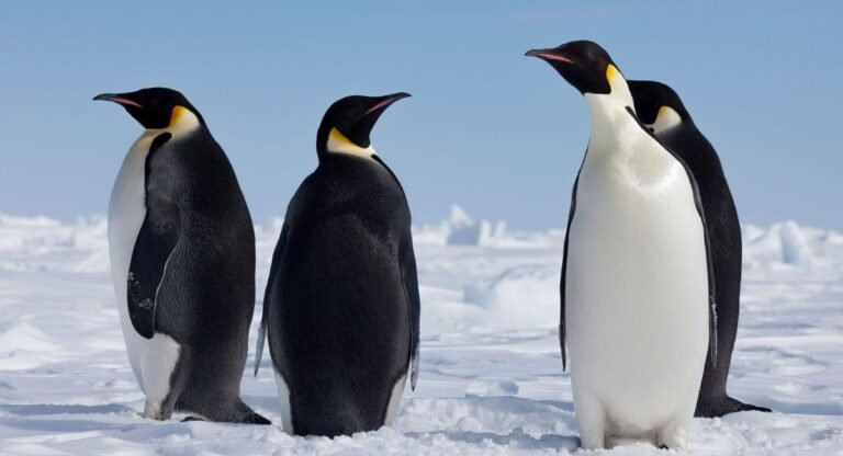 types of penguins