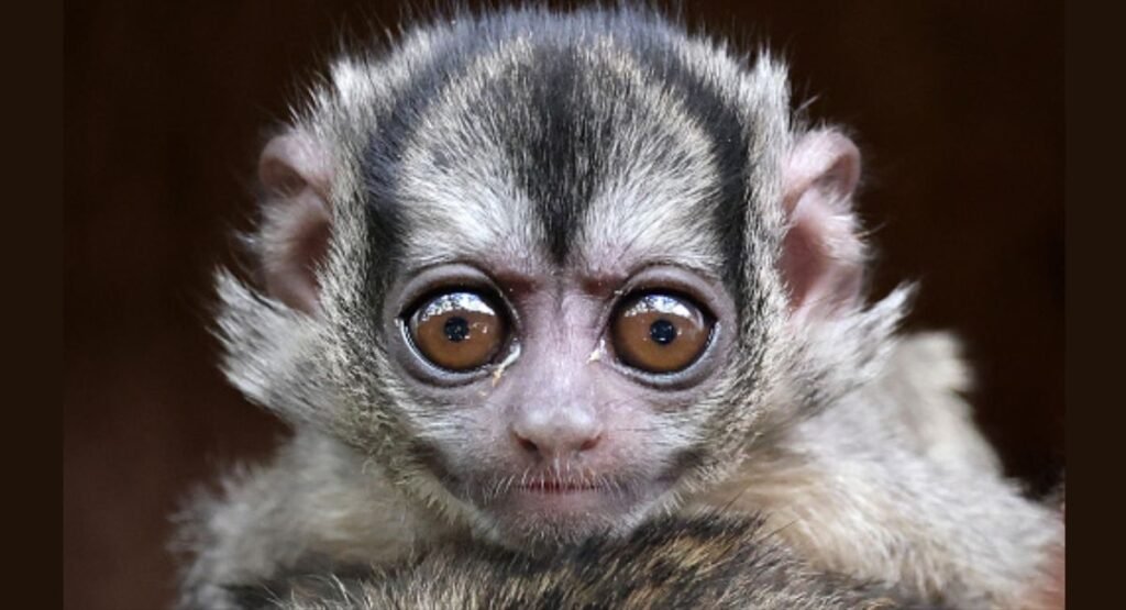 very small monkey breeds