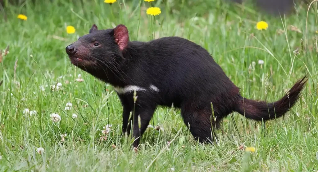 what is an energetic animal