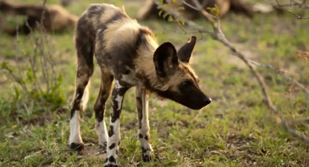 what is the most energetic animal