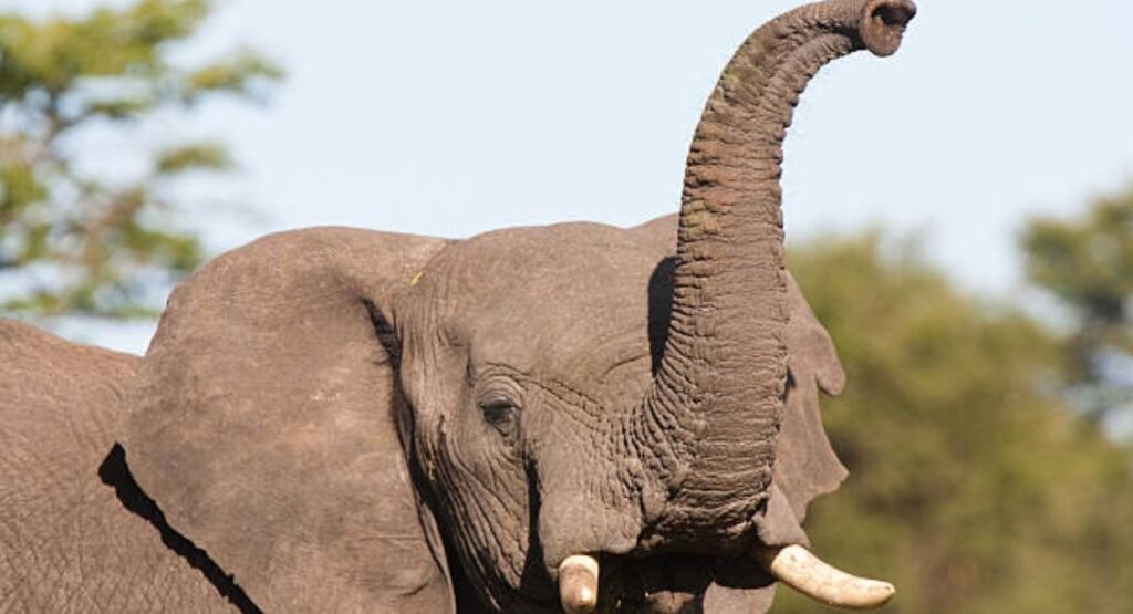 which animal has a trunk