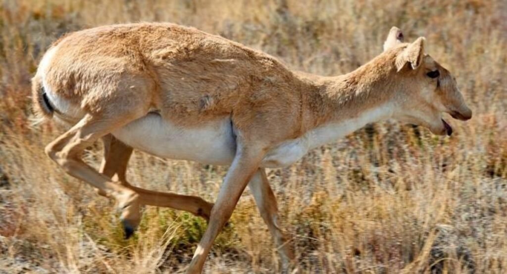which animal has trunk