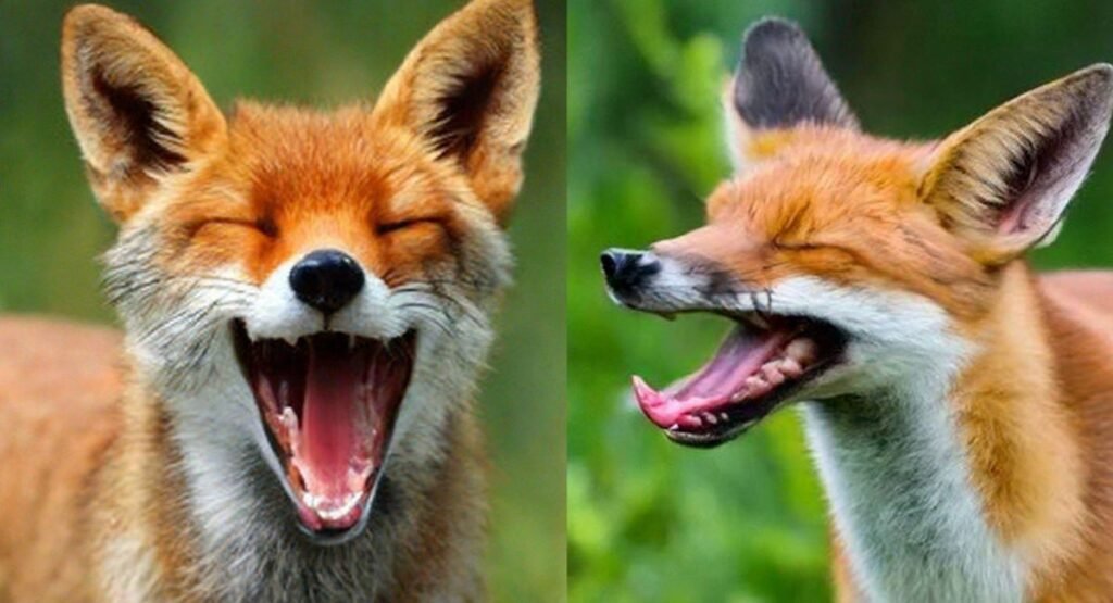 why do foxes scream