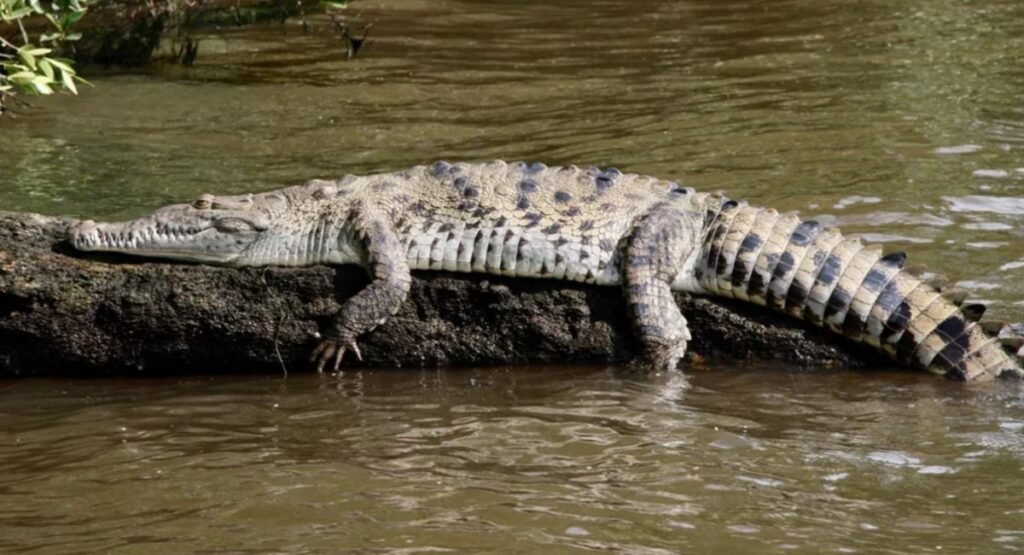 American Crocodiles In Puerto Rico