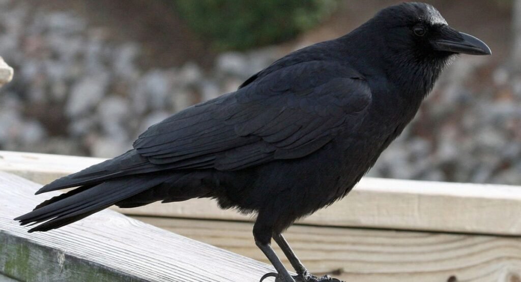American Crow Foraging