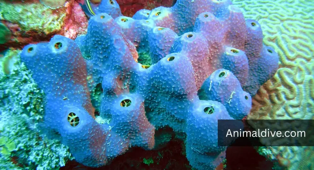 Animal IQ Comparison