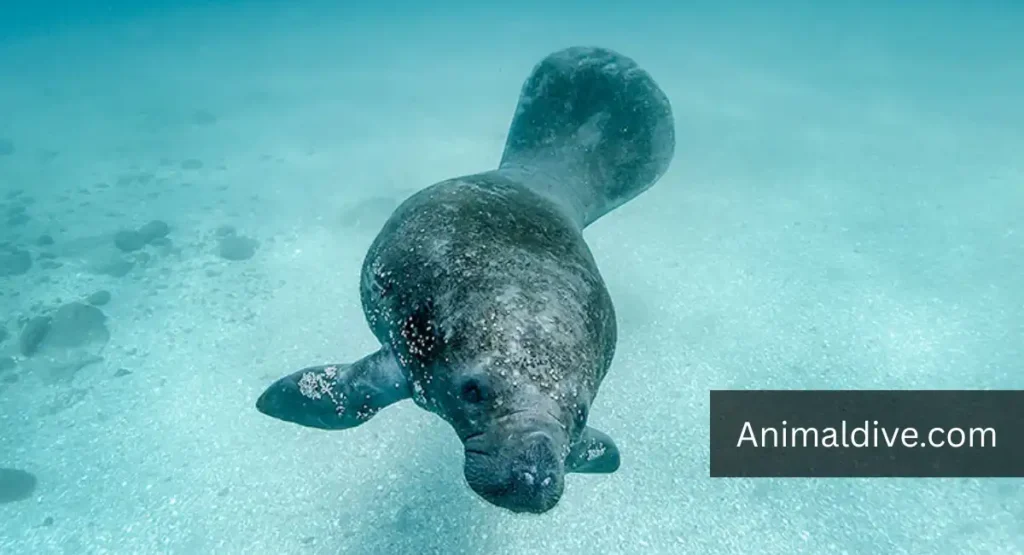 Animals Ranked by Intelligence